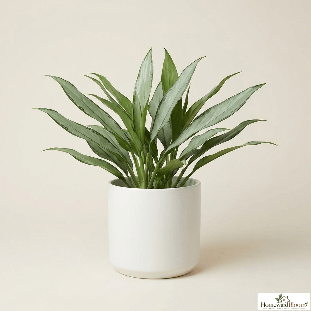 aglaonema_cutlass