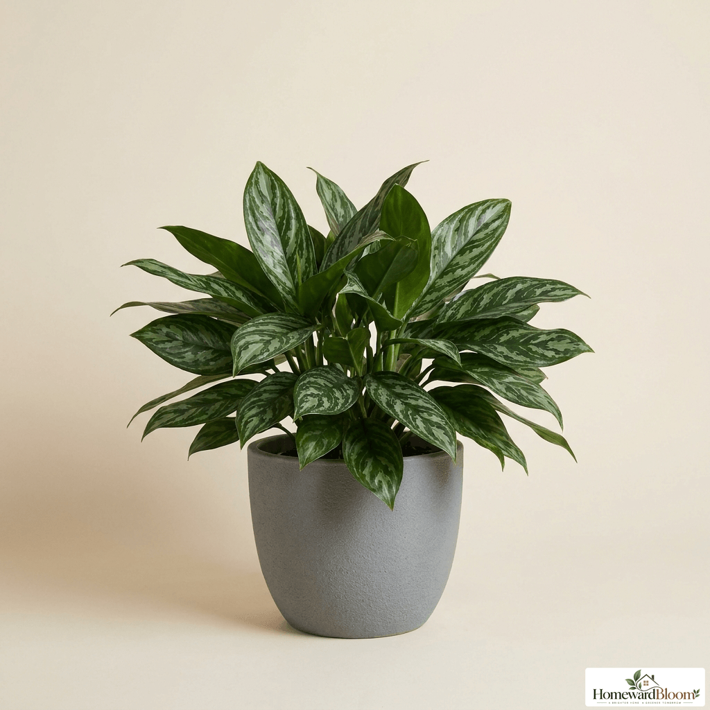 aglaonema_maria