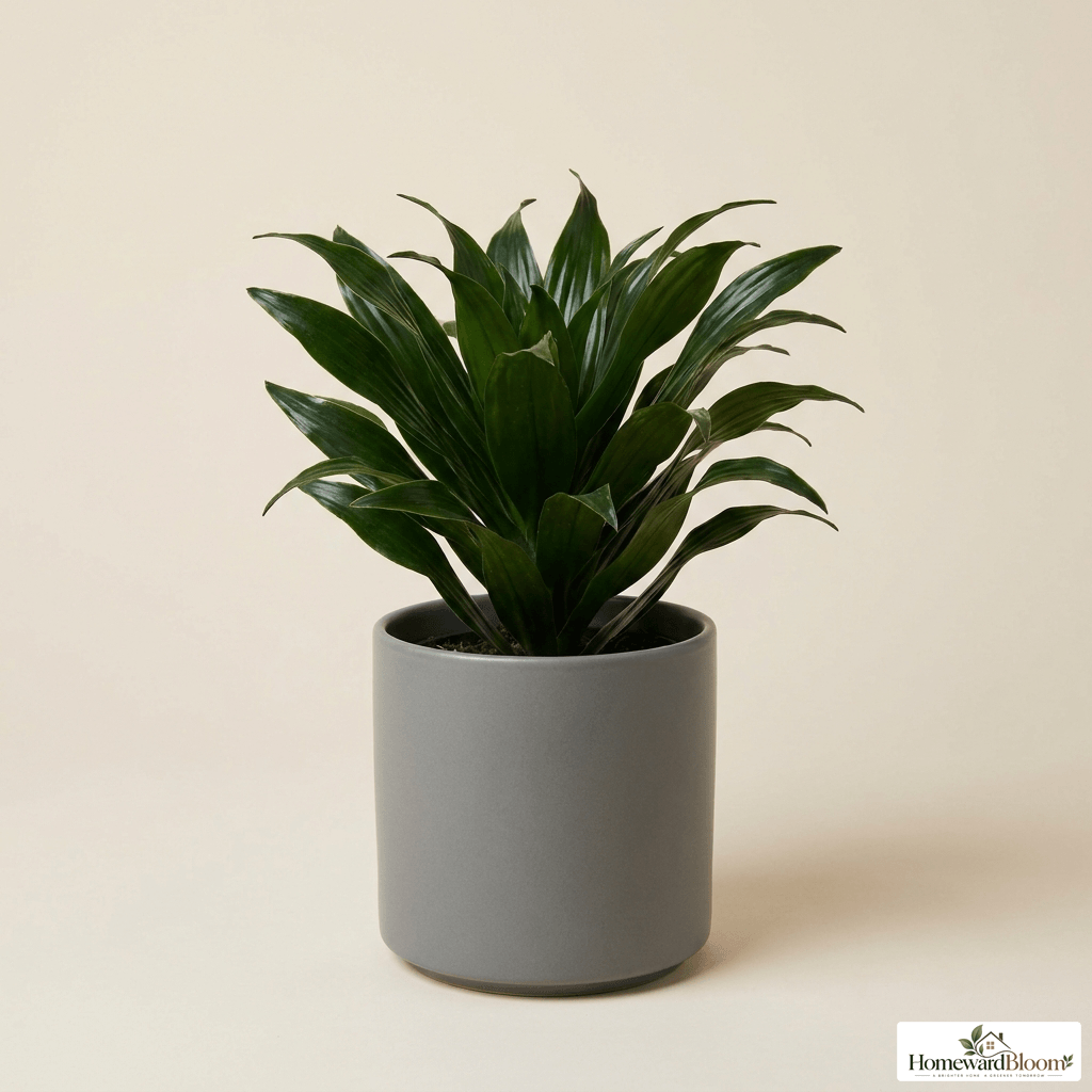dracaena_janet_craig