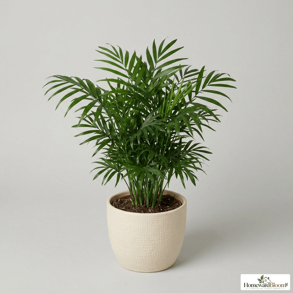 parlor_palm